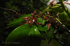 Seshagiria sahyadrica